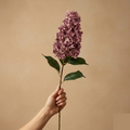 Hortensie Grande — Seidenblüte (1 Stiel)