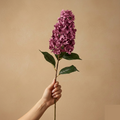 Hortensie Grande — Seidenblüte (1 Stiel)