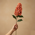 Hortensie Grande — Seidenblüte (1 Stiel)