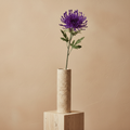Spinnen-Chrysantheme — Große Seidenblüte (1 Stiel)