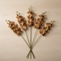 Phalaenopsis Orchidee — Luxusstiel-Set (5 Stiele, 45 Blüten)