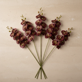 Phalaenopsis Orchidee — Luxusstiel-Set (5 Stiele, 45 Blüten)