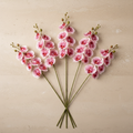 Phalaenopsis Orchidee — Luxusstiel-Set (5 Stiele, 45 Blüten)